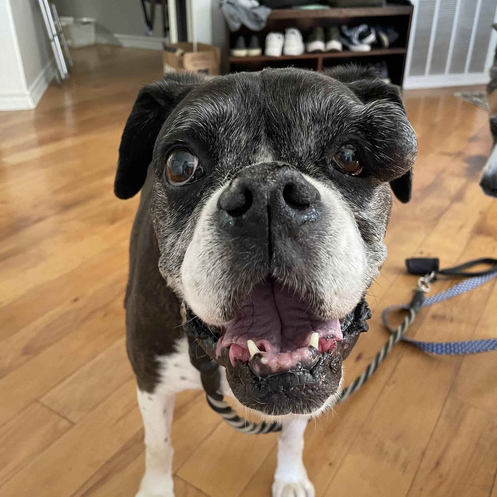 Boxer Dog Lover