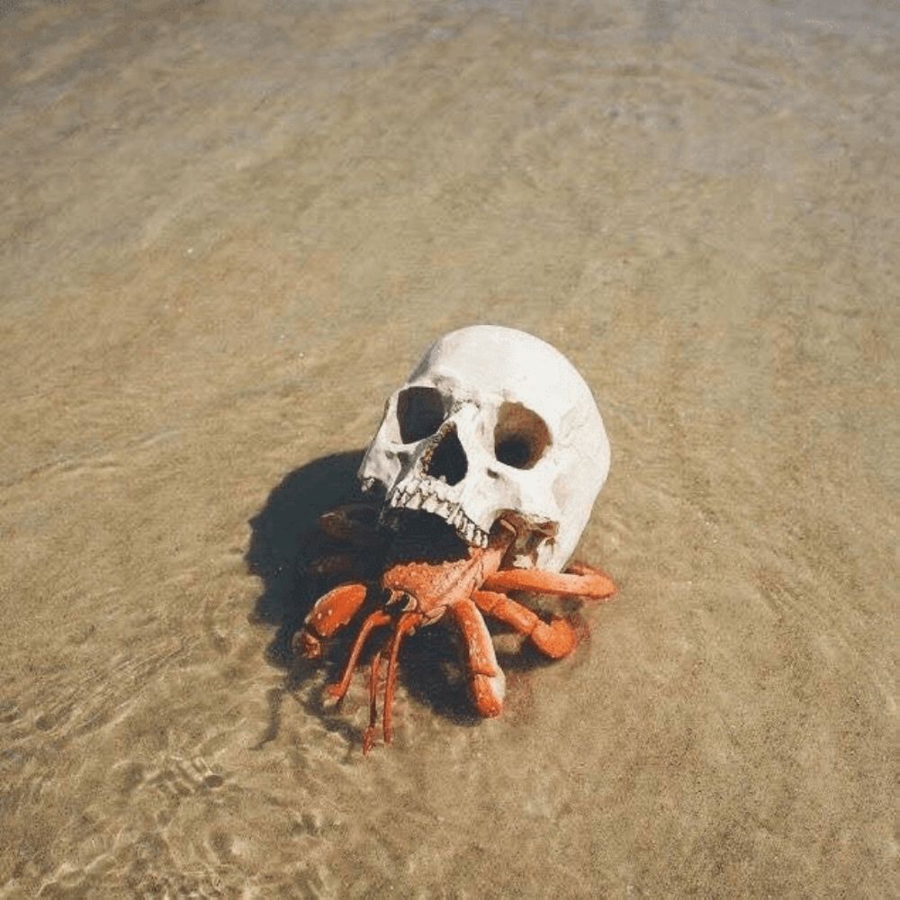 skelly