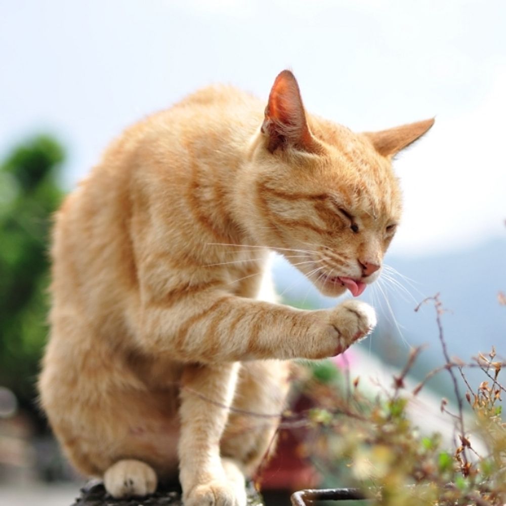 猫空