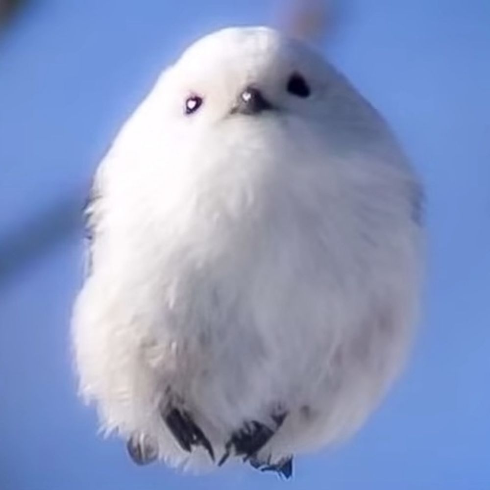 のこのこさん