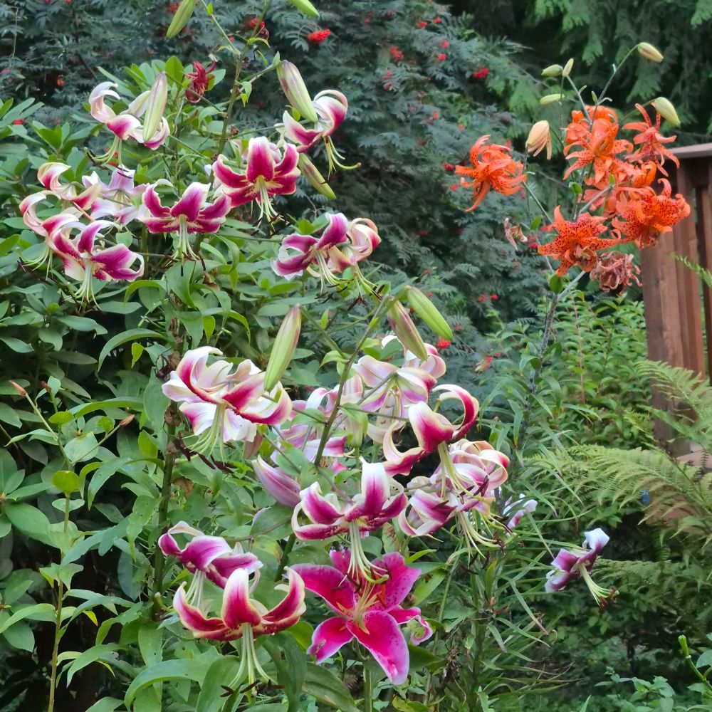 Jackie C. @ Jackiegardens@bsky.social