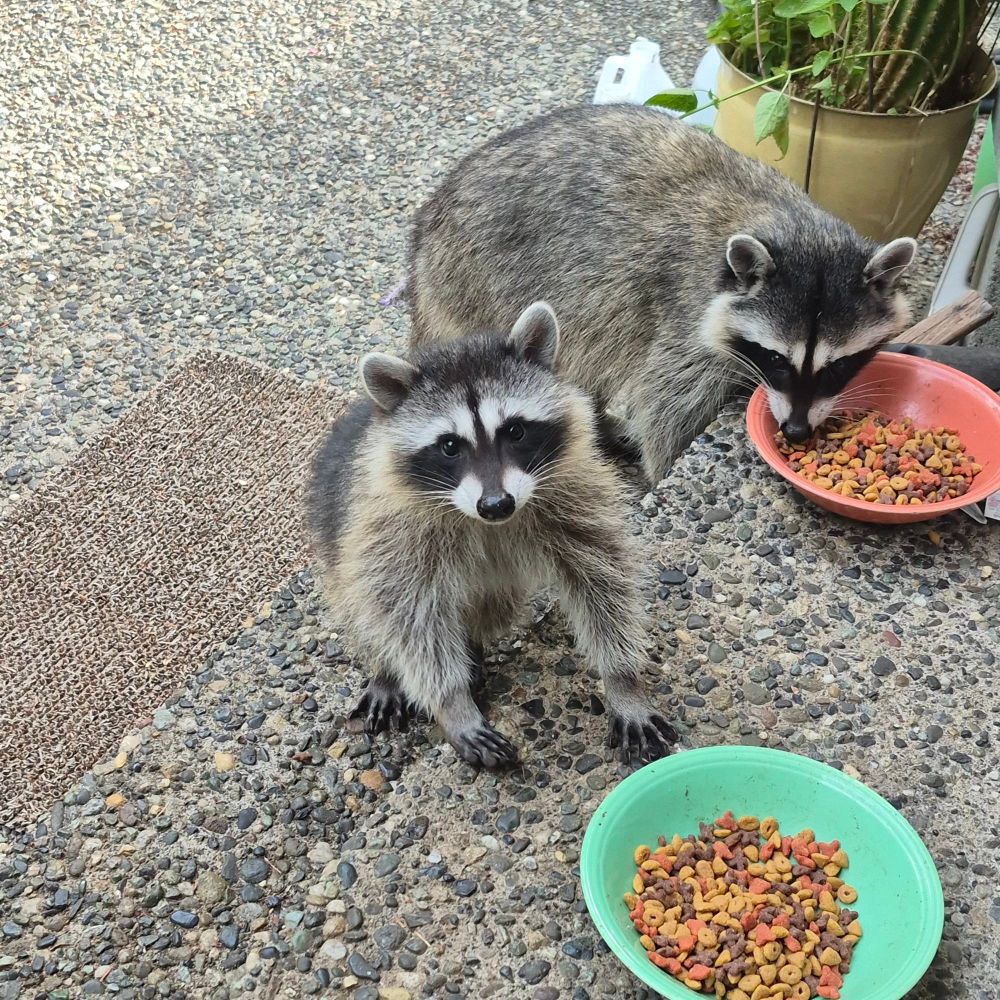 jackiegardens.bsky.social profile picture