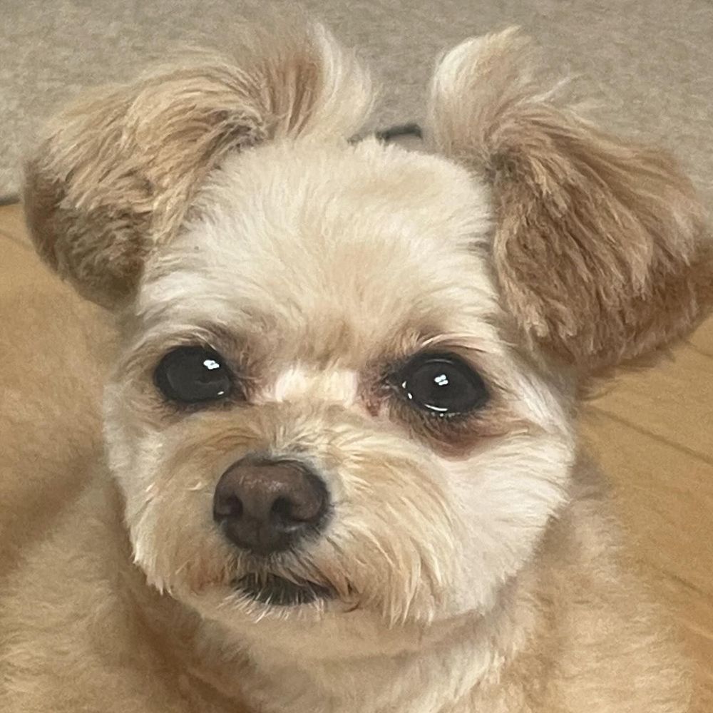 ㄸㅇ