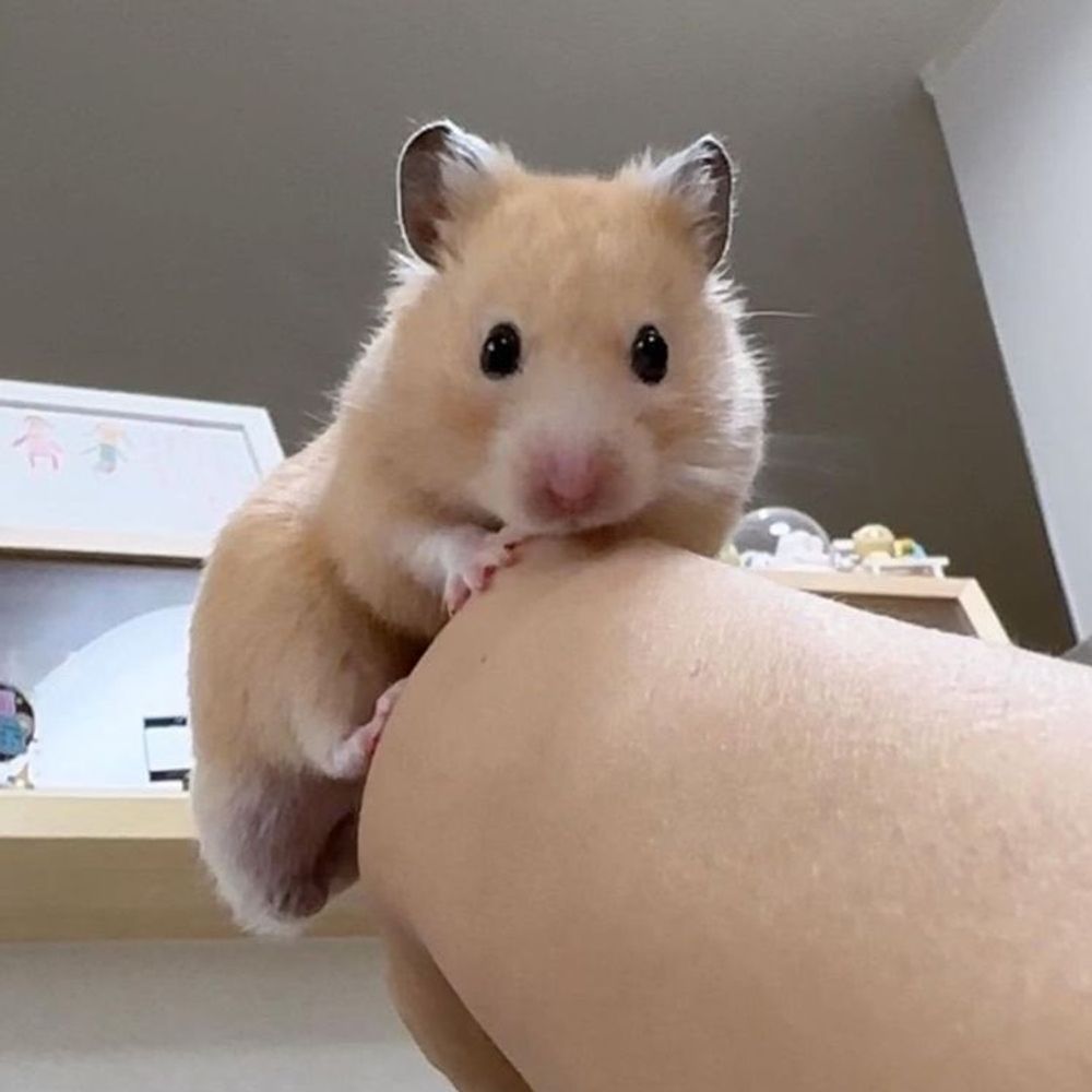 쉐리