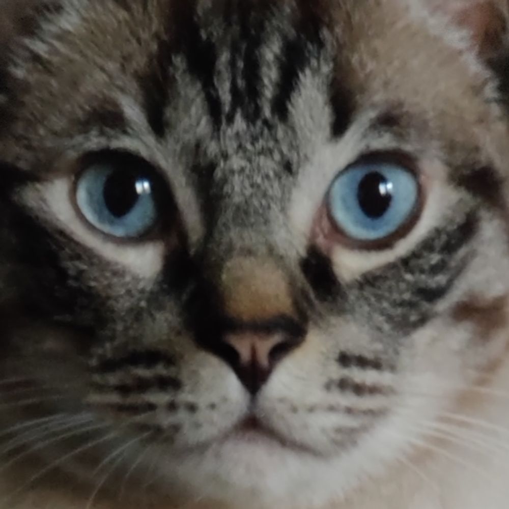 Nattu