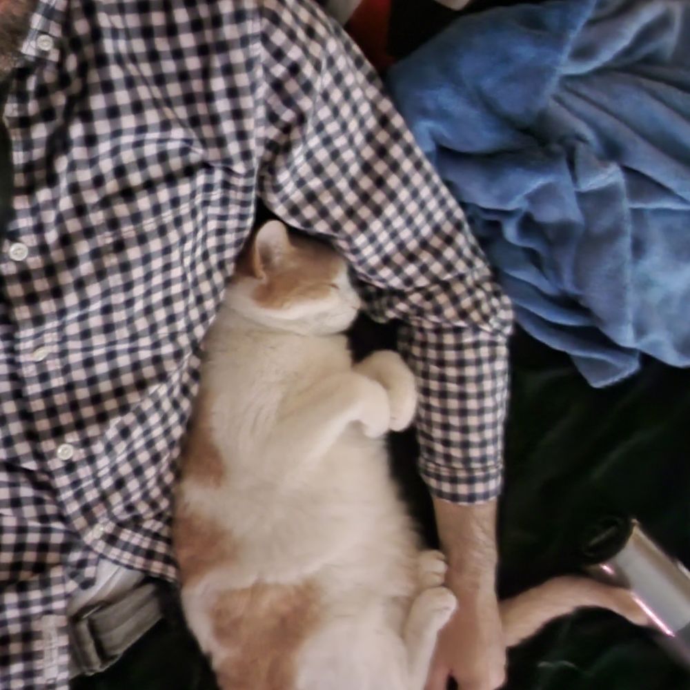 cats