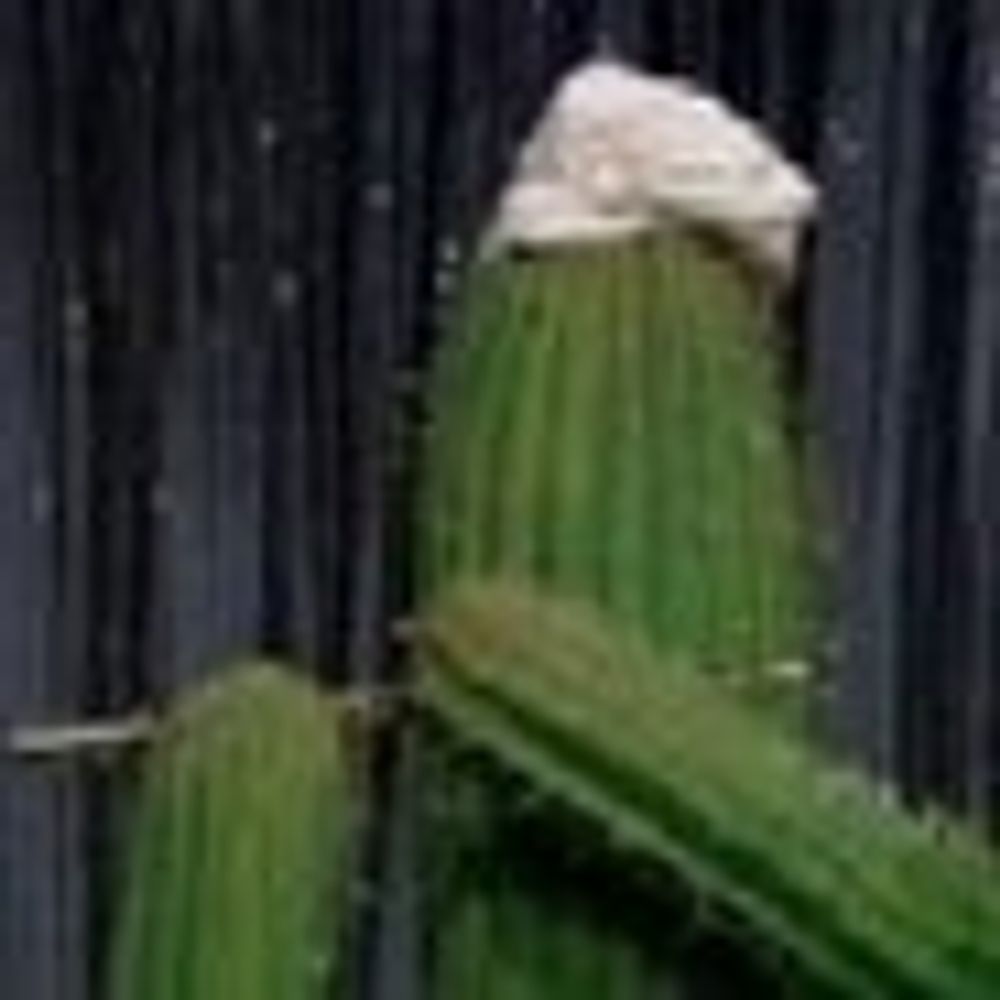 Cactus Chef