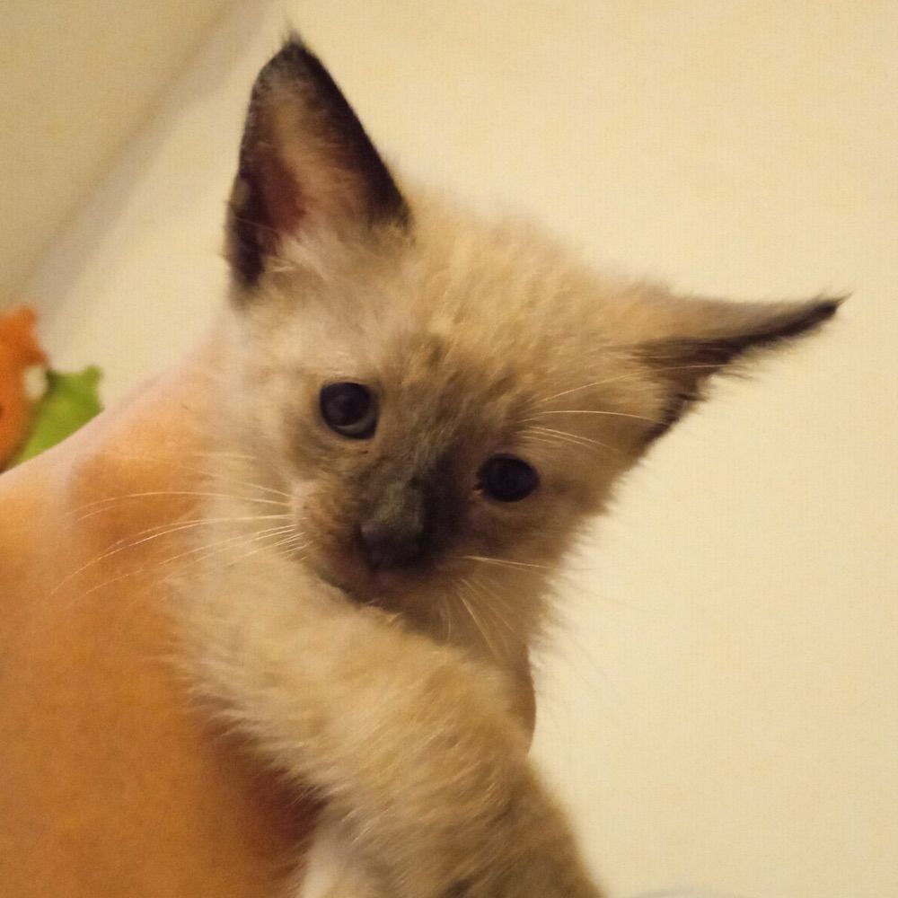 bernardo