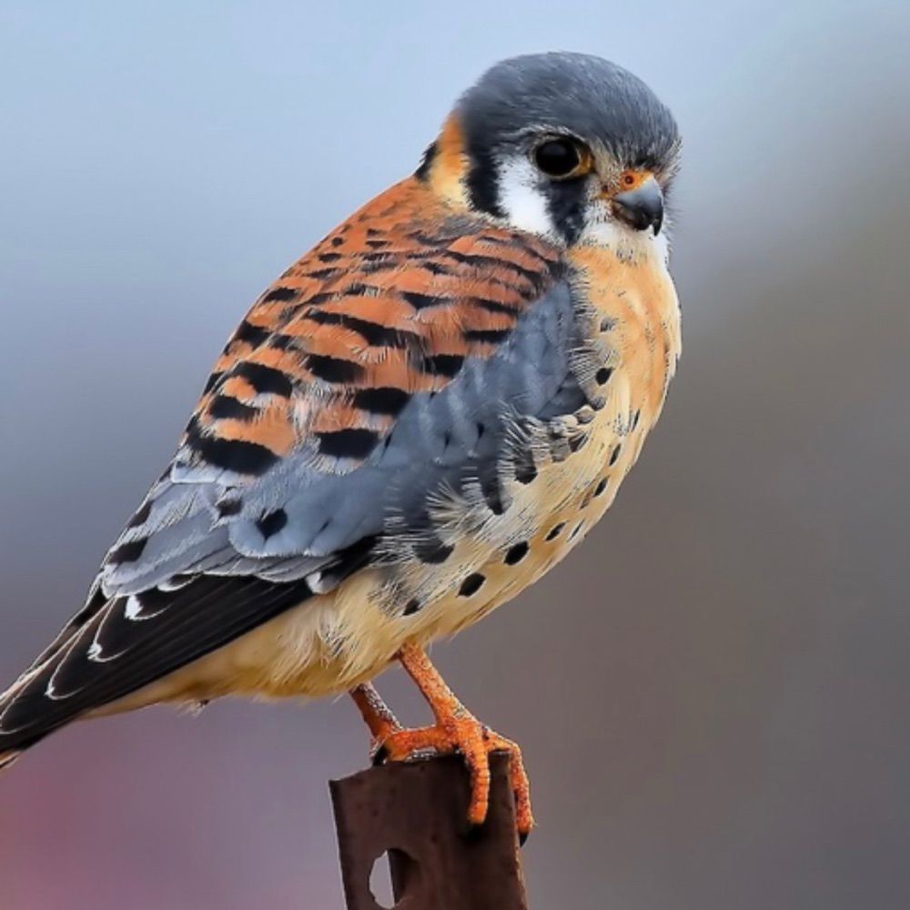 the sparrowhawk