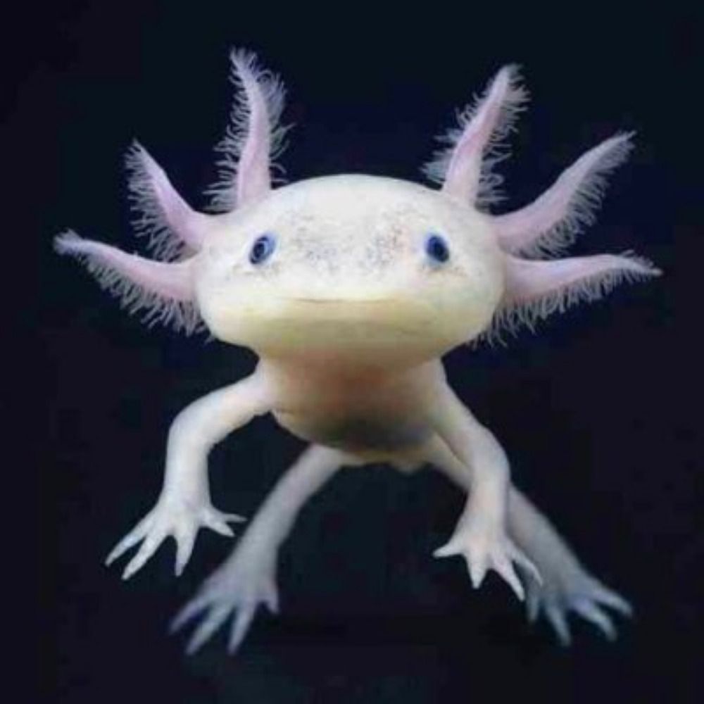 The Cynical Axolotl's avatar
