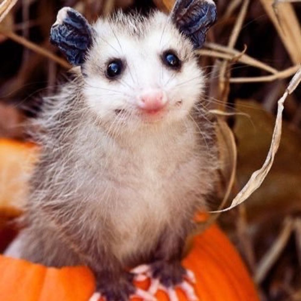 Lesbian Opossum