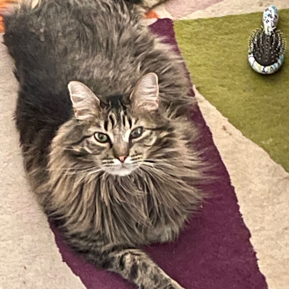 Cleothecat