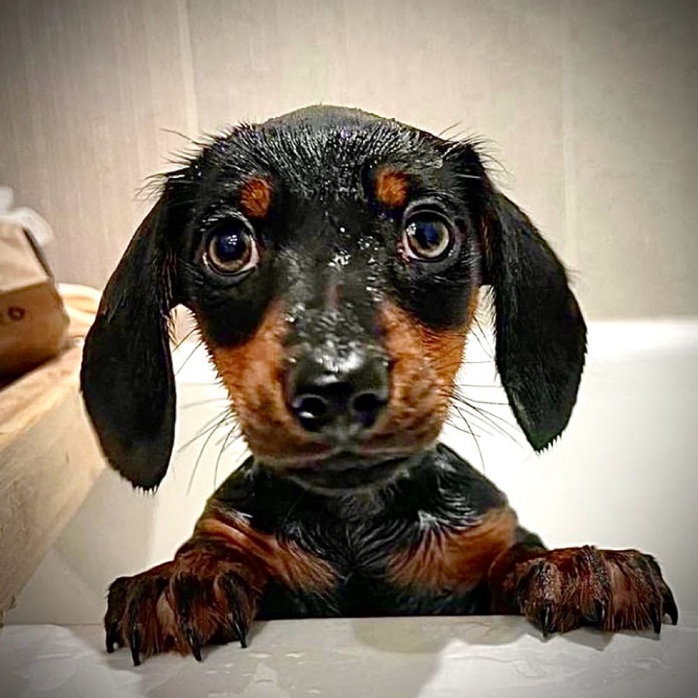 DOG-E doo doo