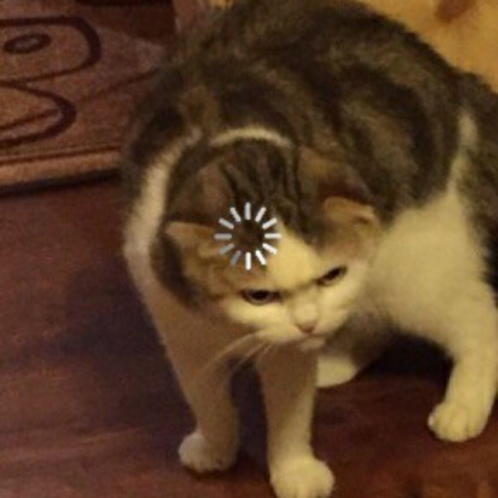 bug (kisser of tummys)