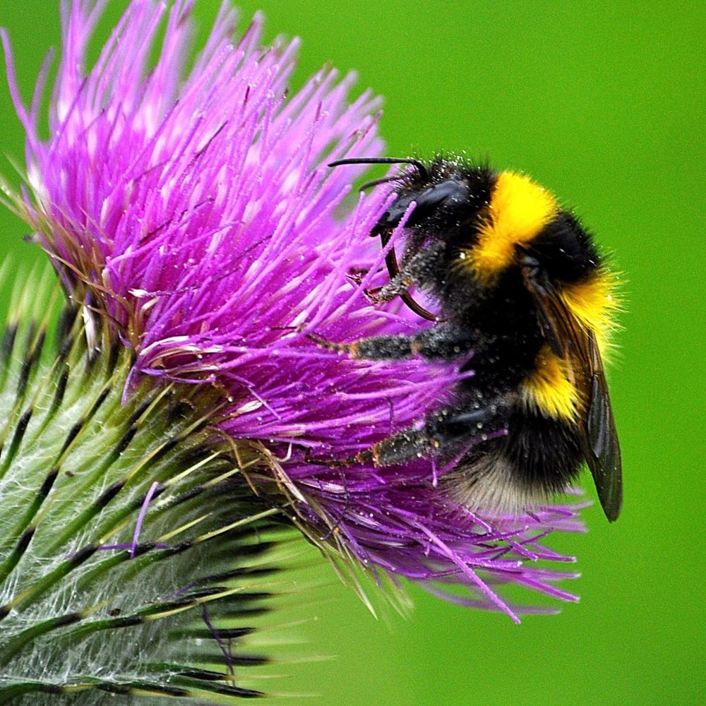 Thistle and Bee