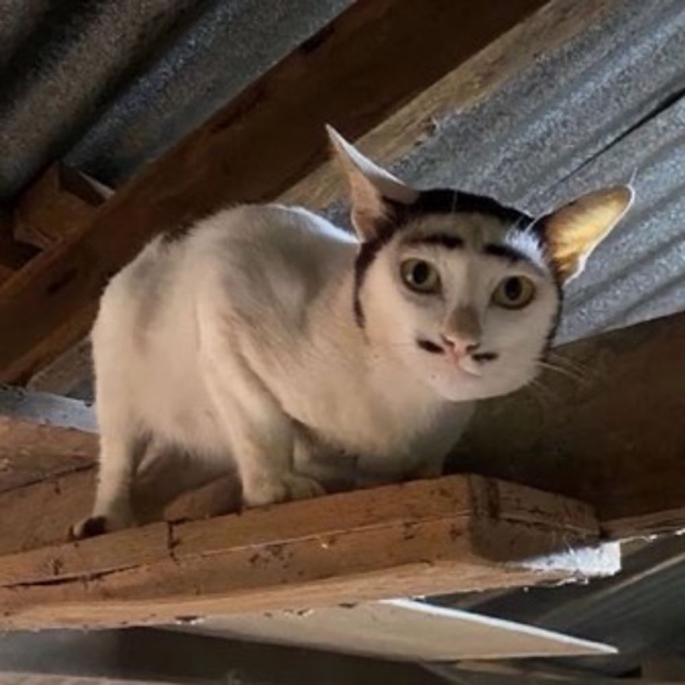 Momomu 