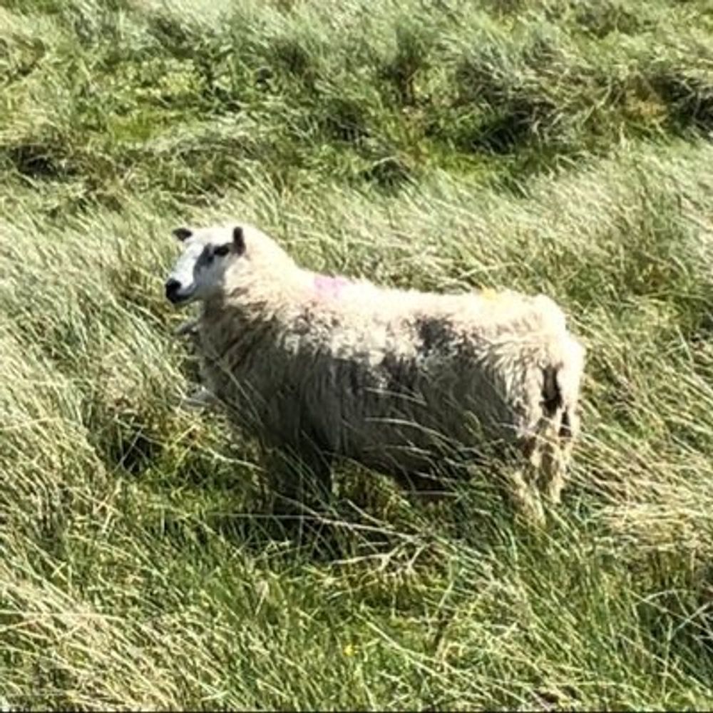 Sheepenzo