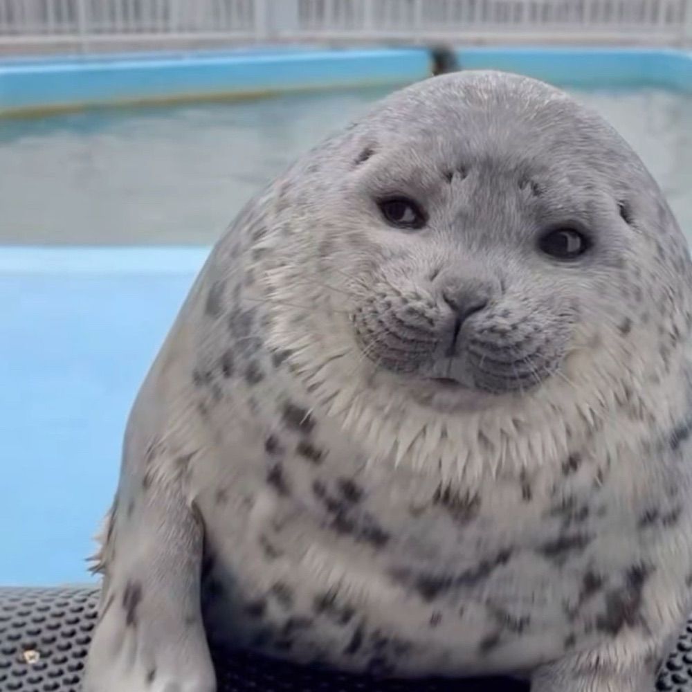 seallover69