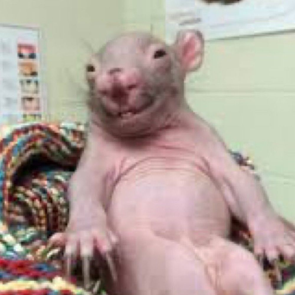 julilhama 🐀