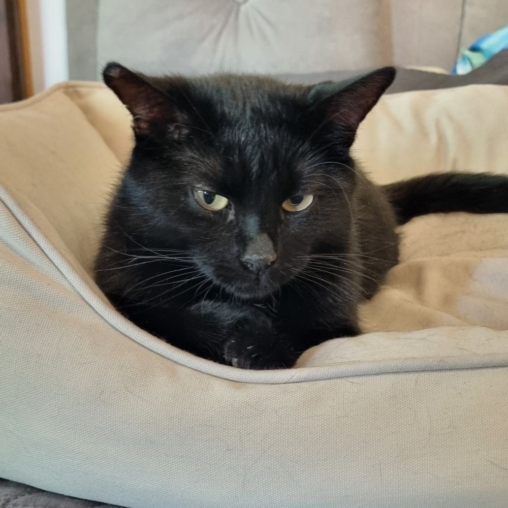 Poncho_theblackcat