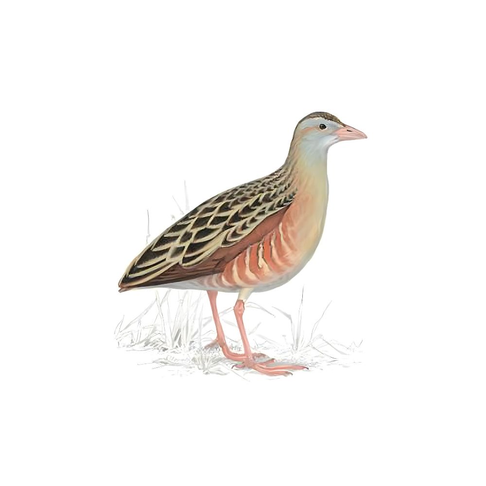 Garbage Fowl