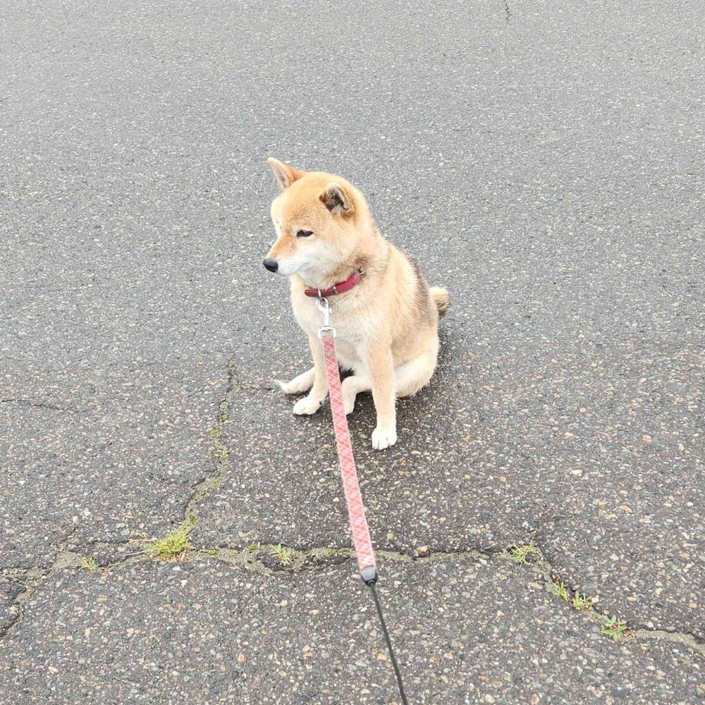 ひつじぱん