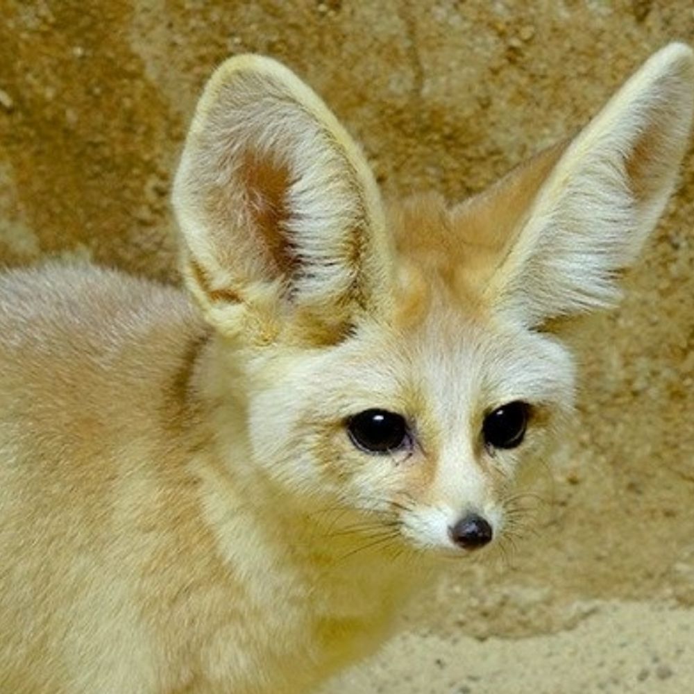 Zinfaunku