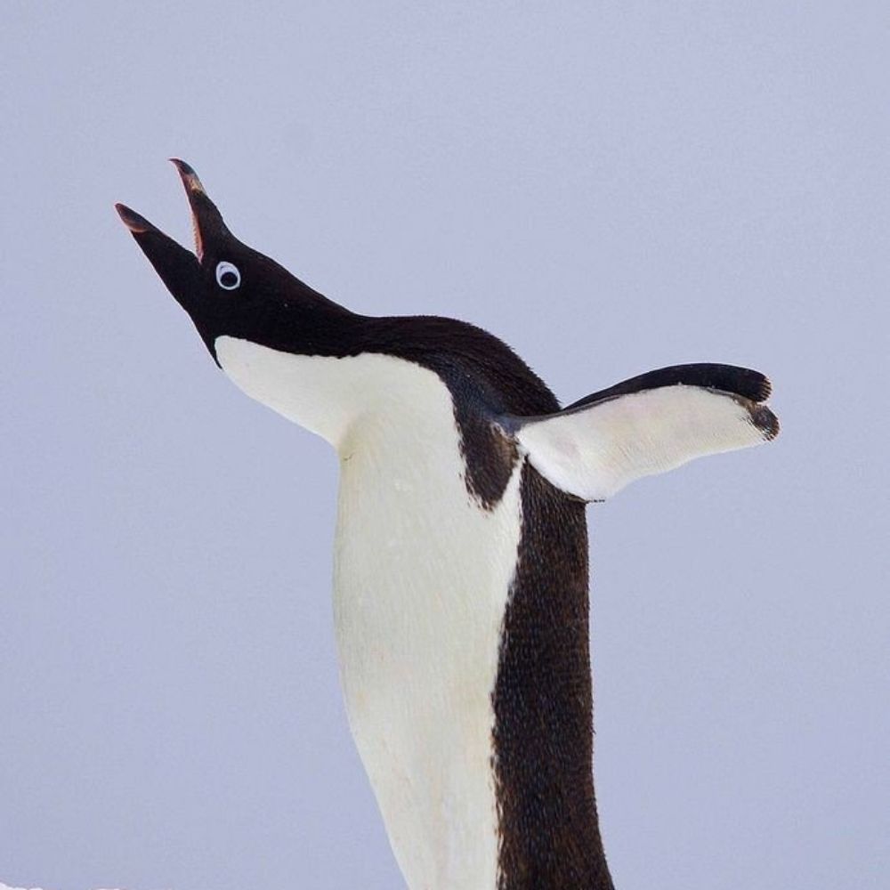 만월화🐧