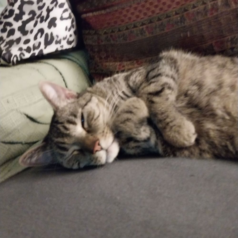 AngryGenXCatLady
