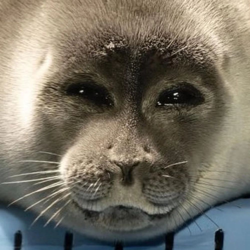 Seadog