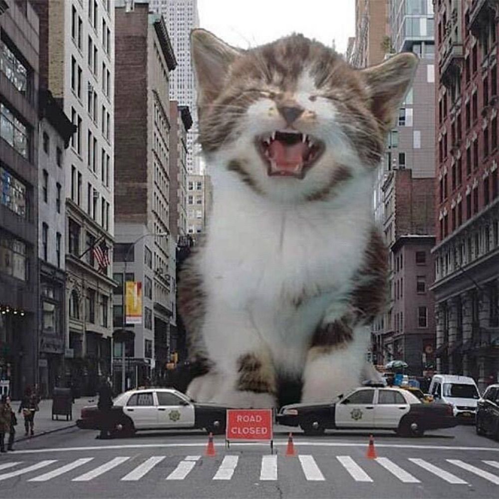 Lady Meowface