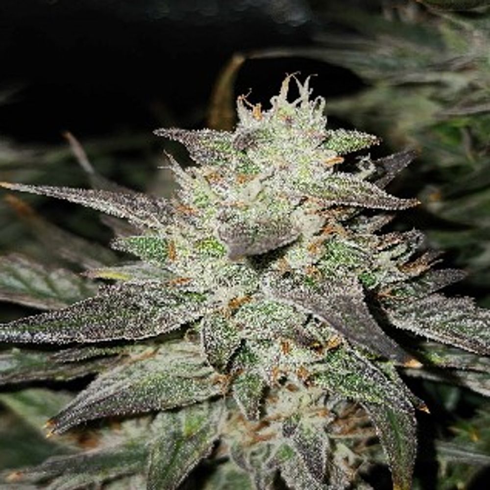 Minnesota Autoflowers