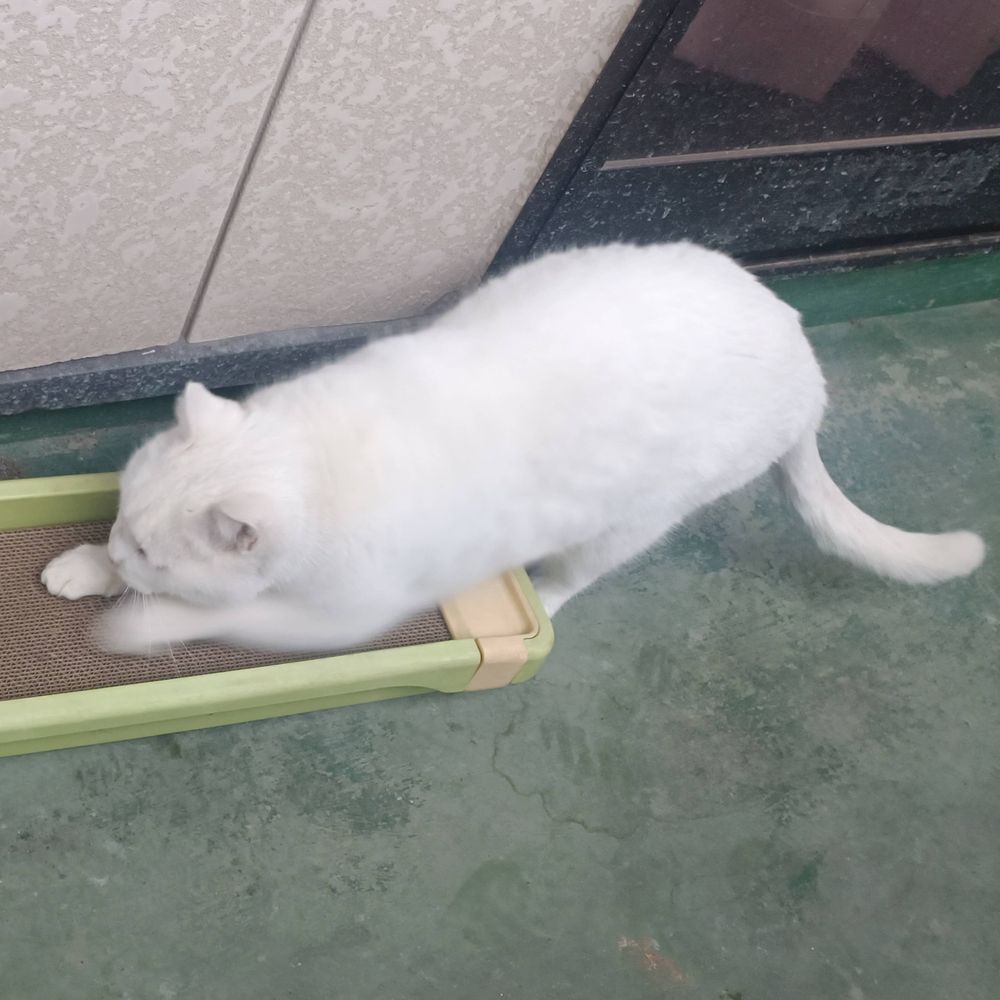 まっとにんじゃ
