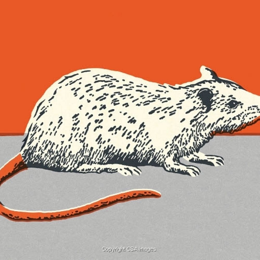P. Rat.