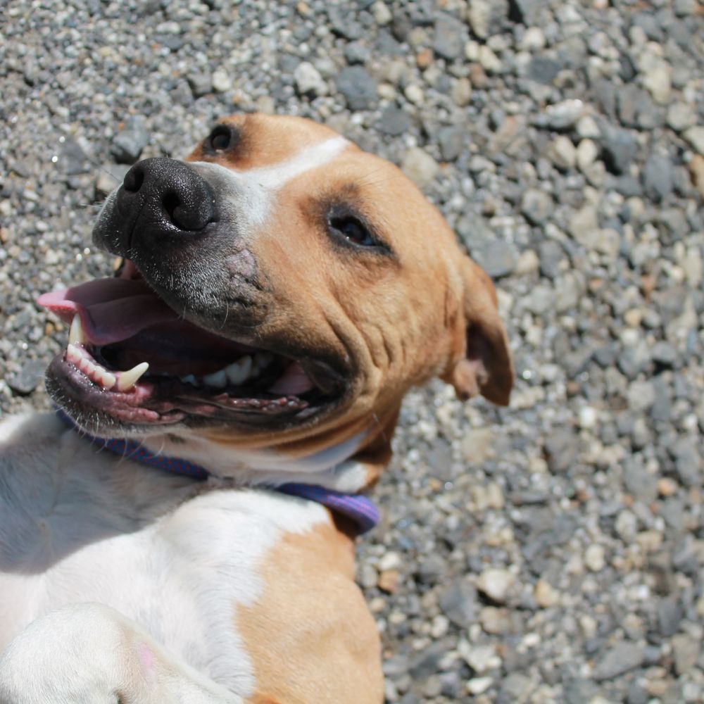 Mountain Shelter Adoption Center