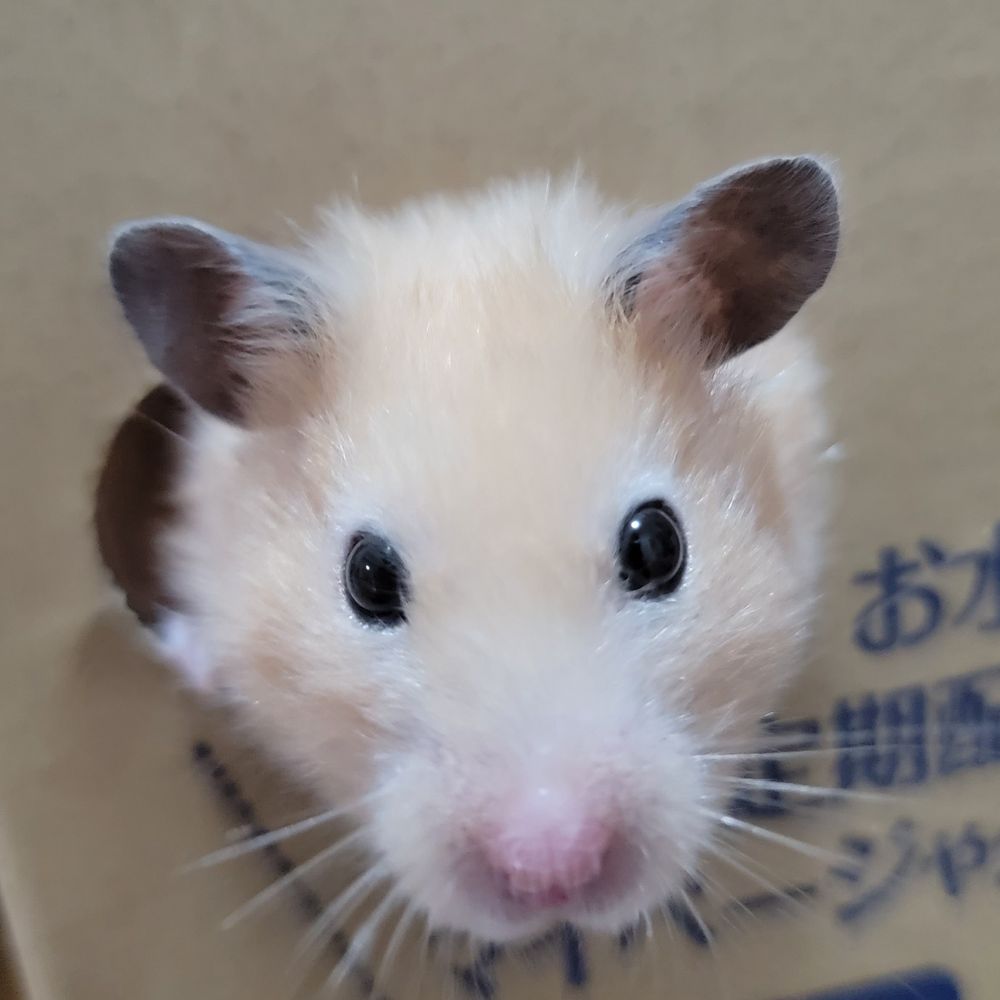 あんく
