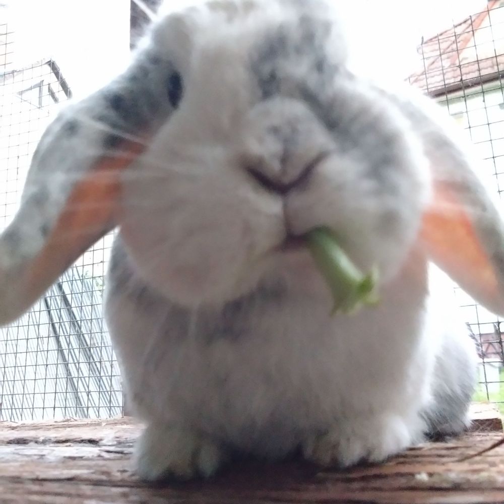 Brutus Bunny's avatar