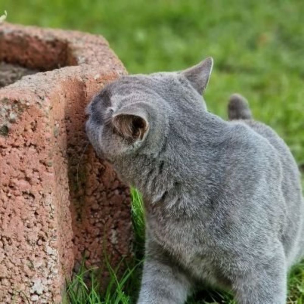 LeonЛК