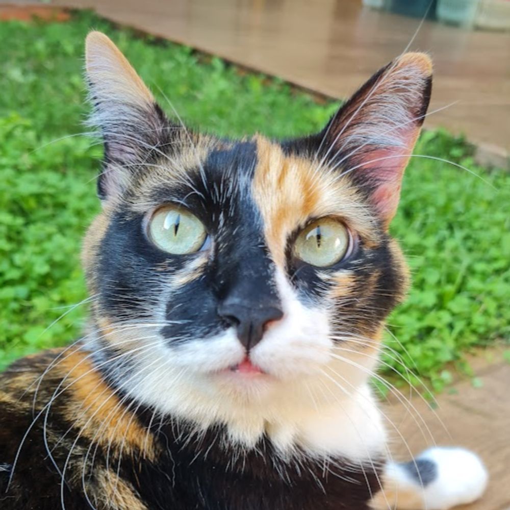 Lola
