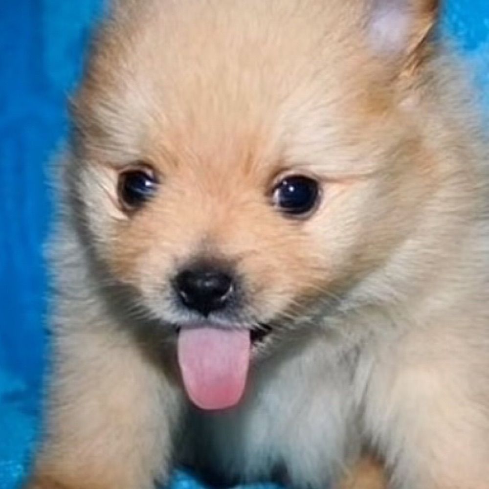 muppy