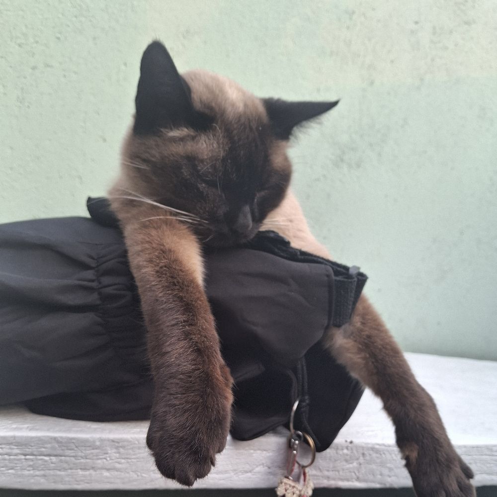 Cer Humano