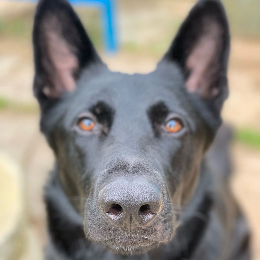 tat2dbluedonkey.bsky.social