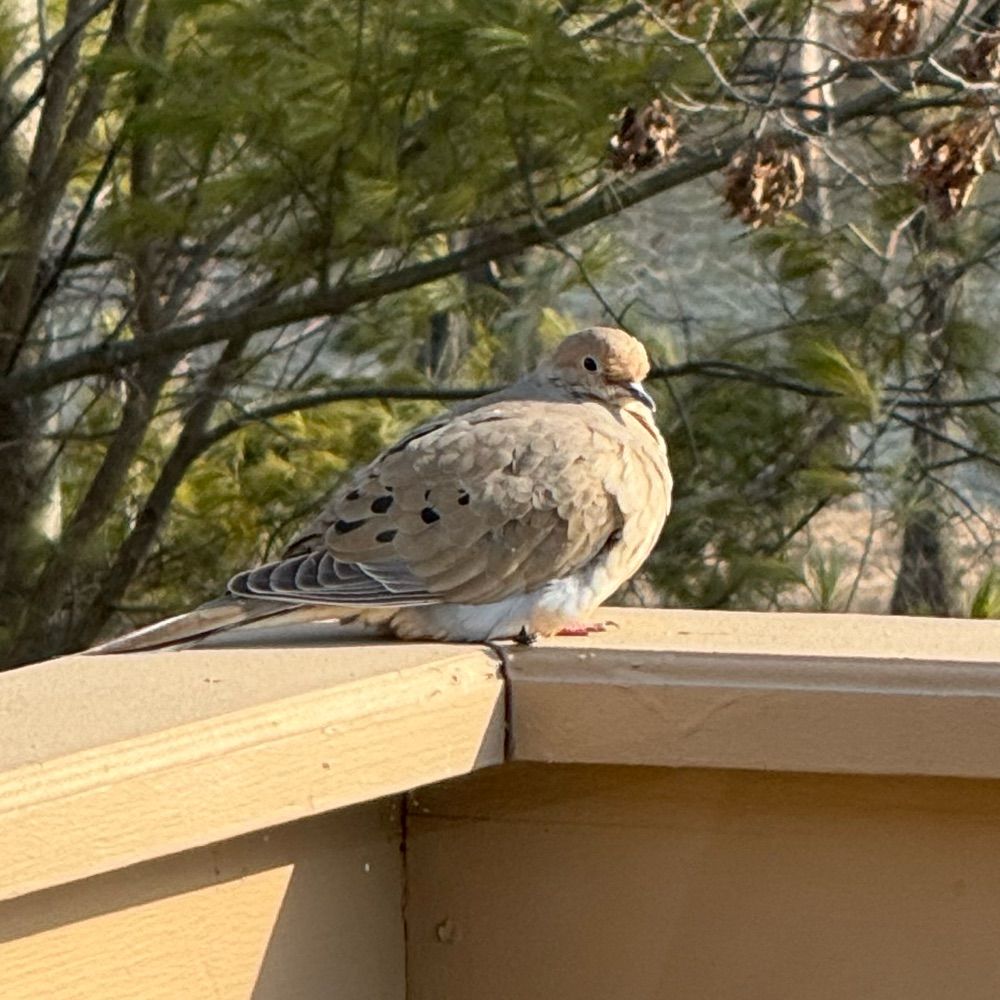 bird