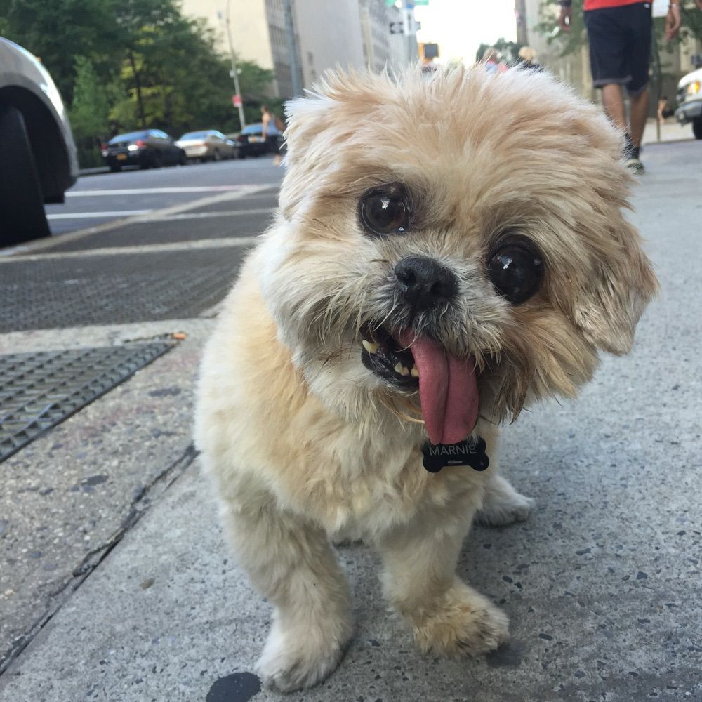 MARNIE THE DOG