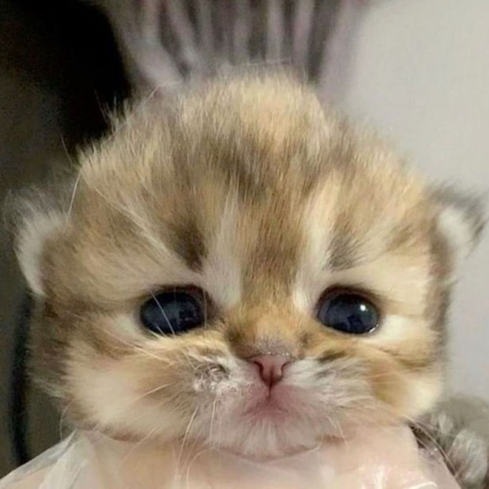 Tabby