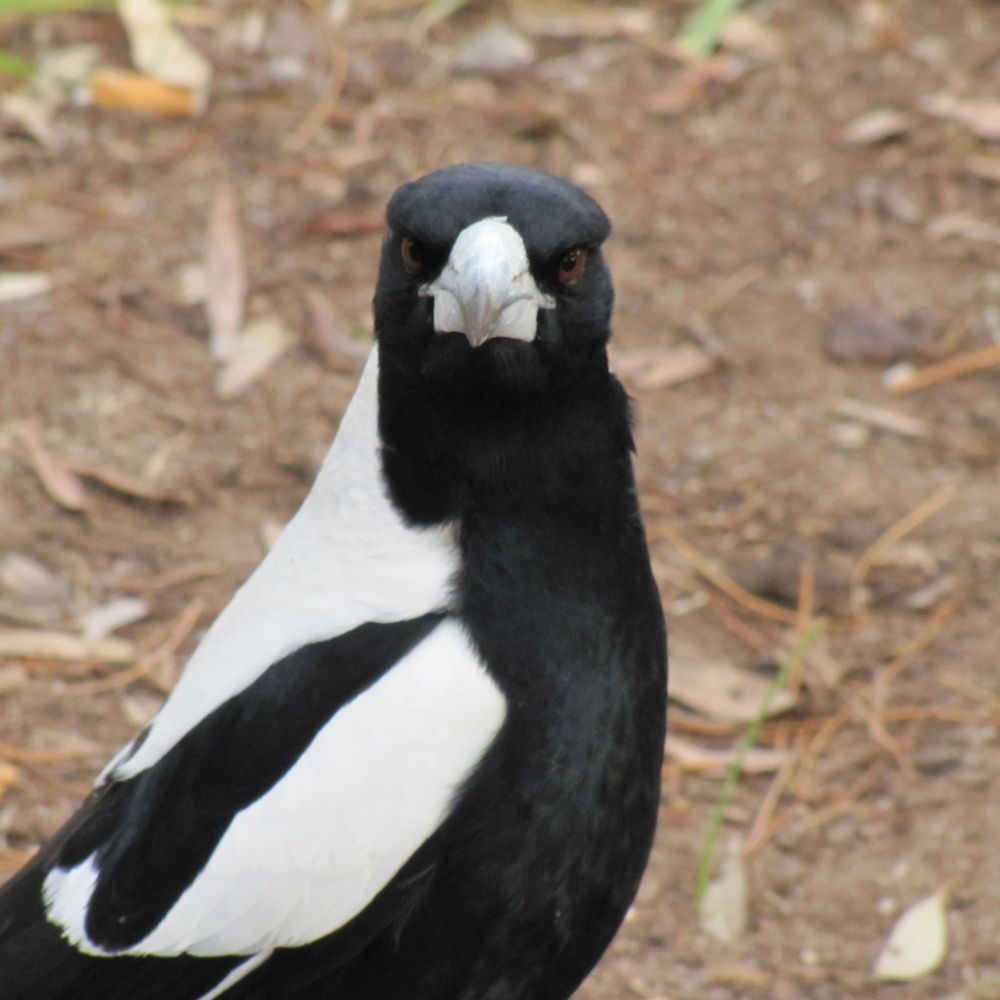 Magpie
