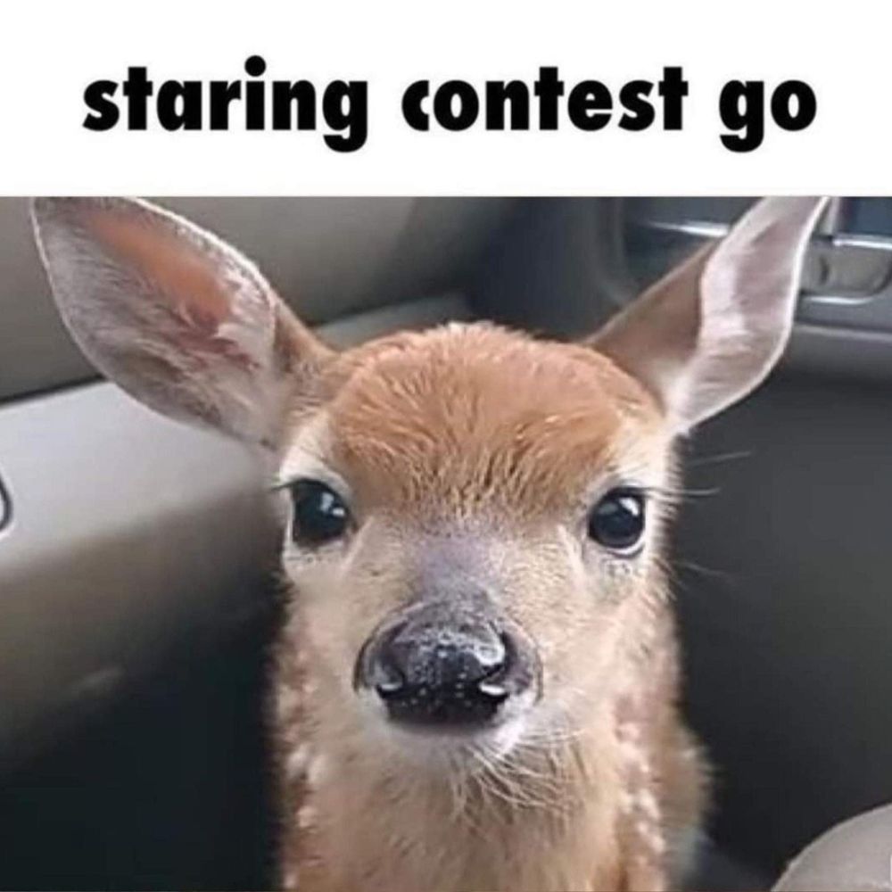 Transgendeer 🦌🏳️‍⚧️