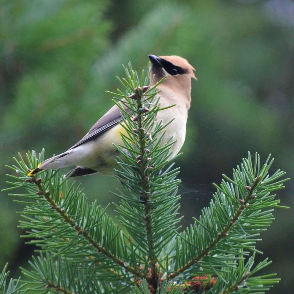 Friends of Urban Forests
