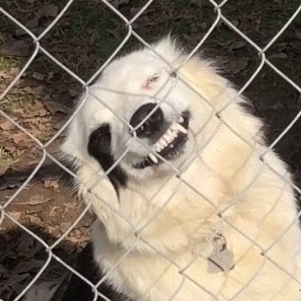 puppycodes
