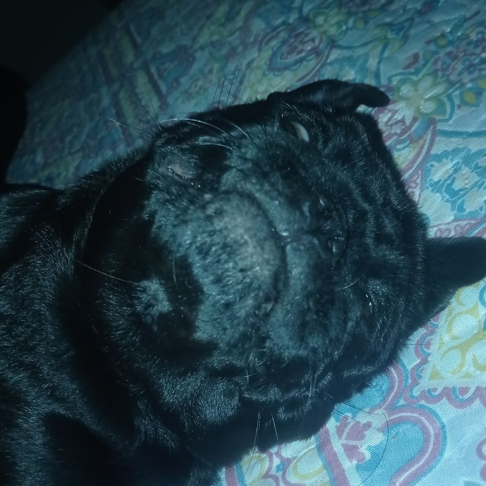 Sr. Libras 